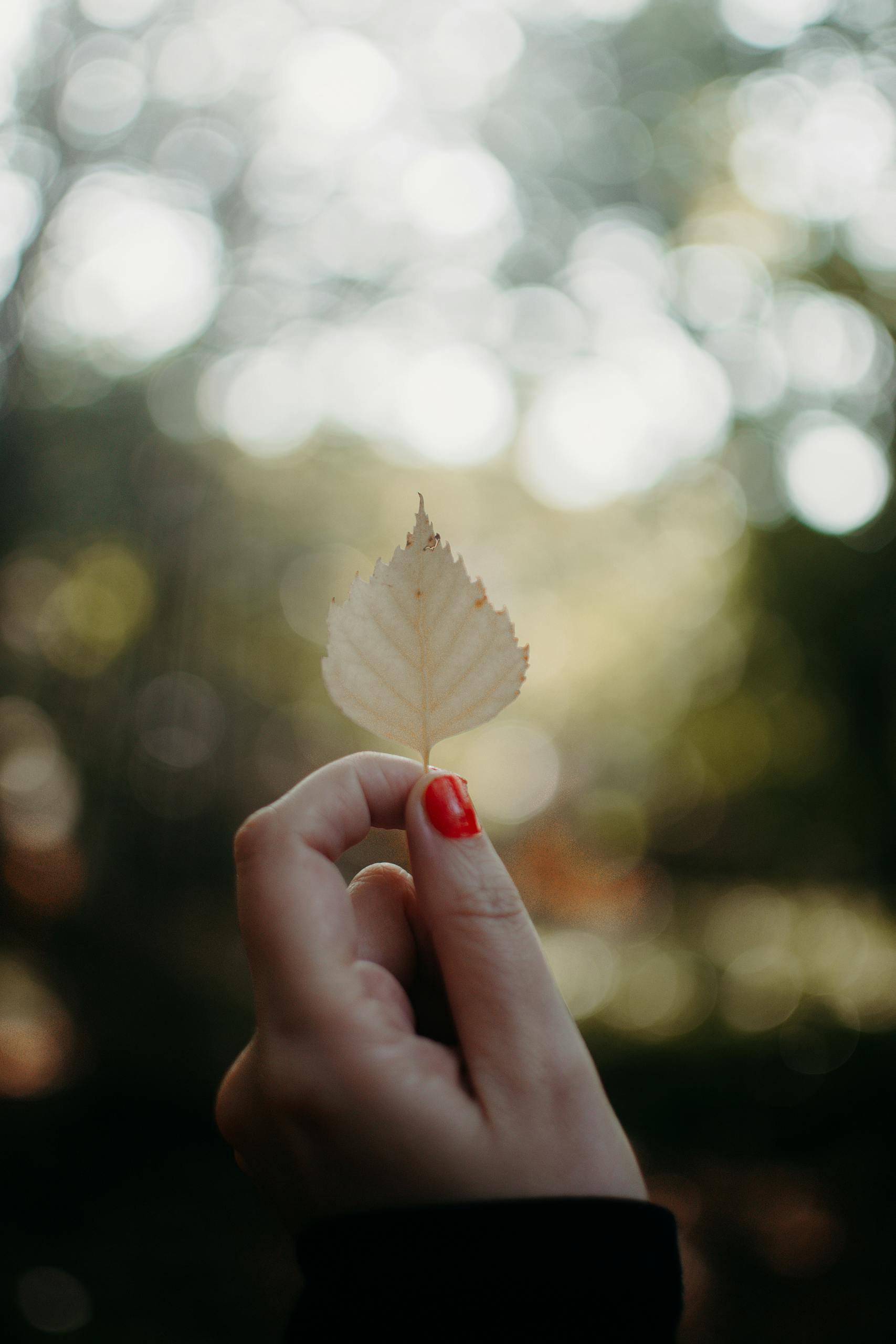 A hand with red nail polish holds a pale leaf against a bokeh background, emphasizing nature in autumn.