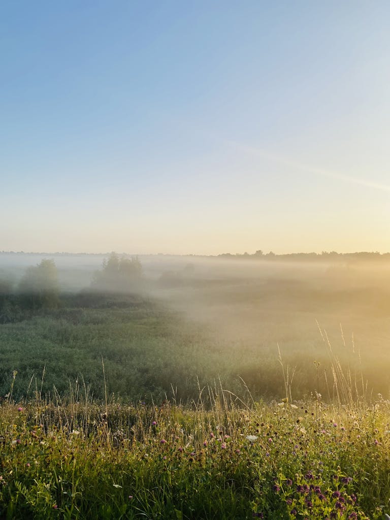 A peaceful foggy field during sunrise captures the essence of tranquility and natural beauty.
