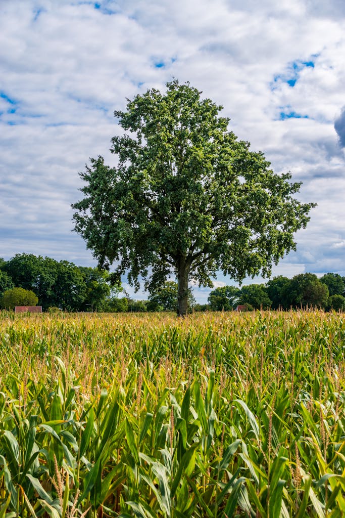 A picturesque oak tree stands alone in a lush cornfield under a partly cloudy sky.