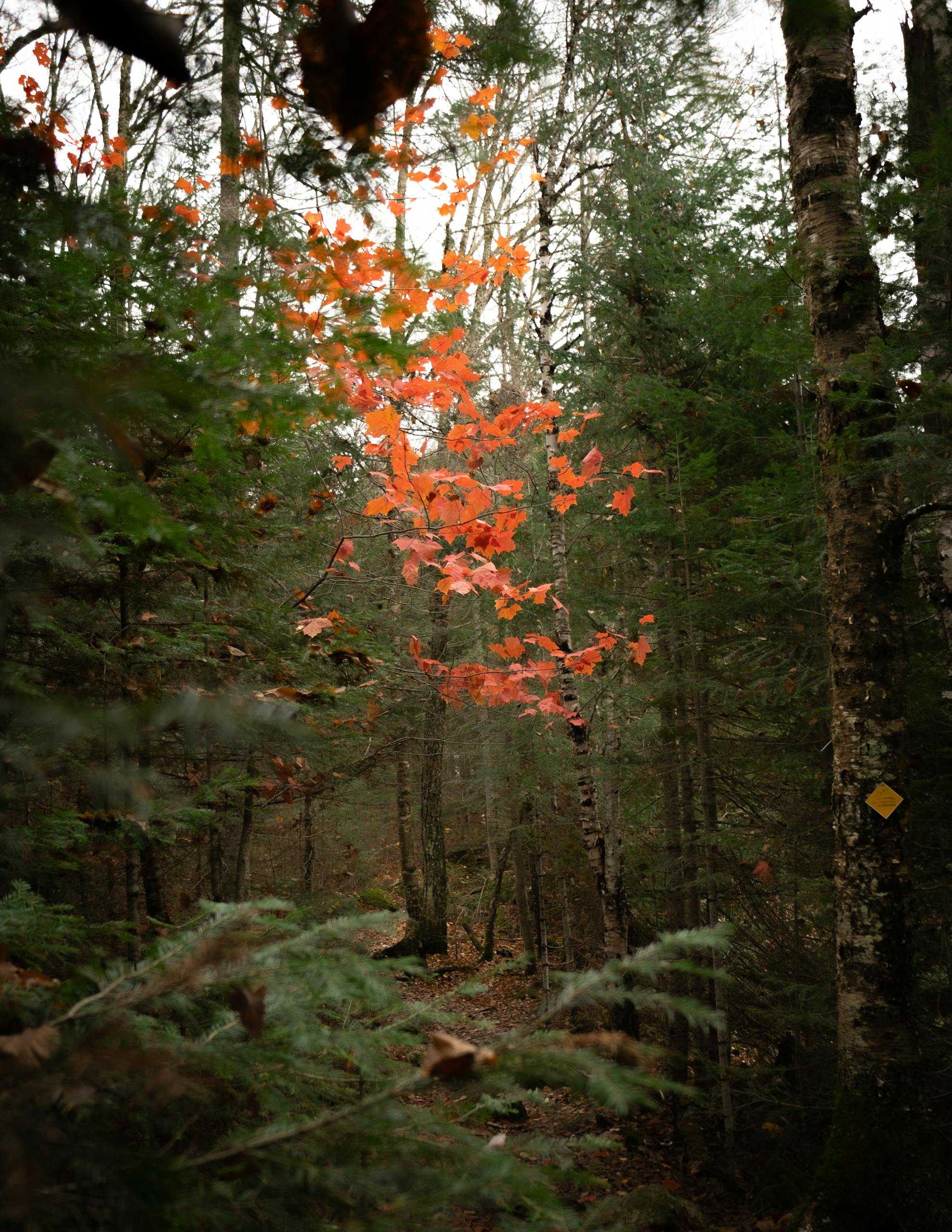 Captivating view of bright orange autumn leaves amidst a serene forest setting.