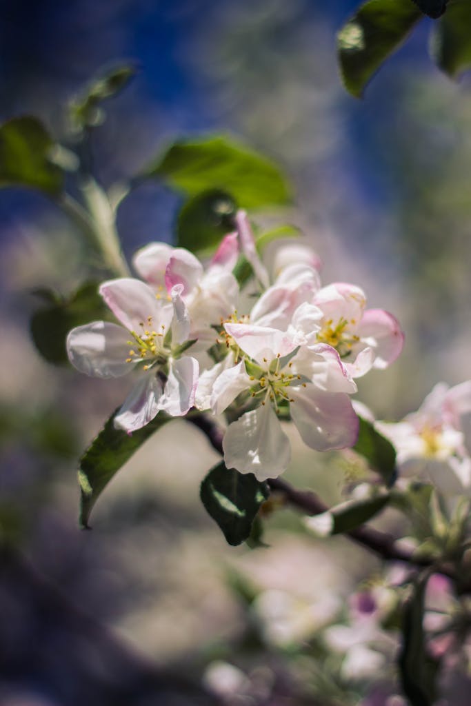 Close-up of apple blossoms blooming in spring with vibrant green leaves and a blue sky background.