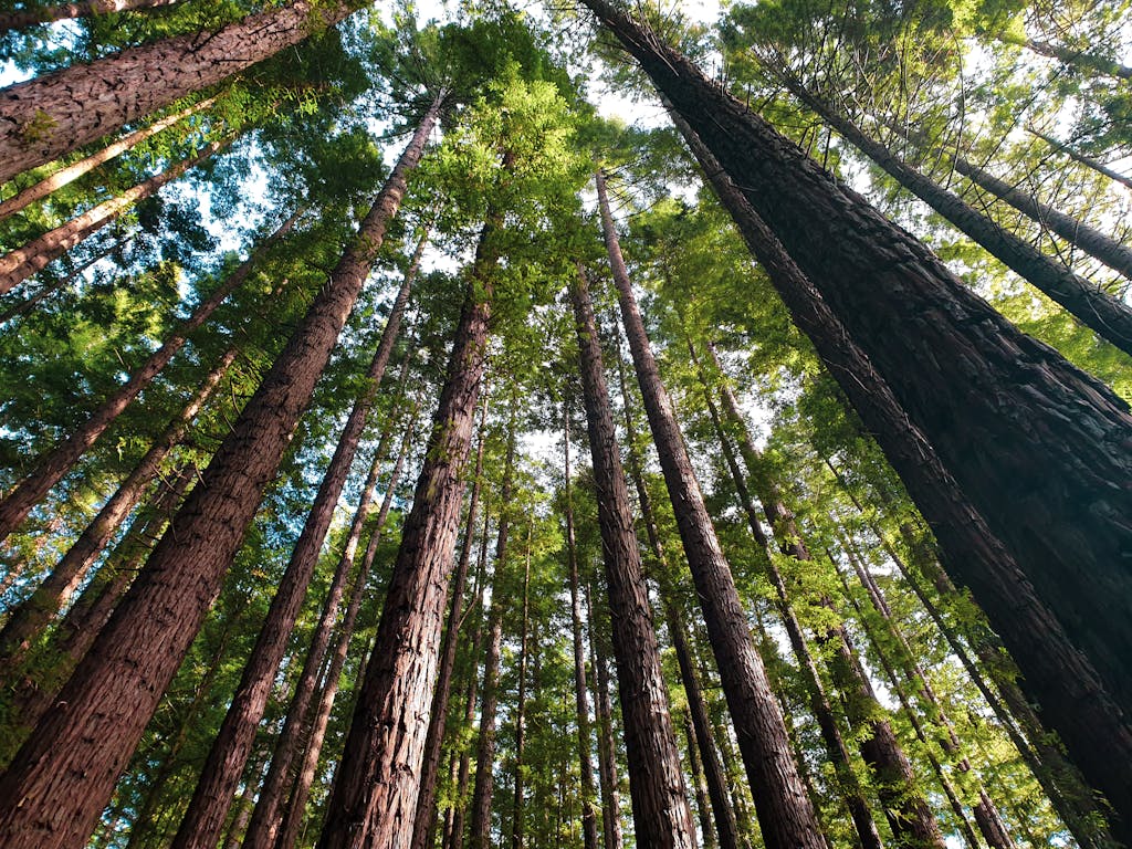 Low angle shot of tall redwood trees in a lush Warburton forest, Victoria, Australia.