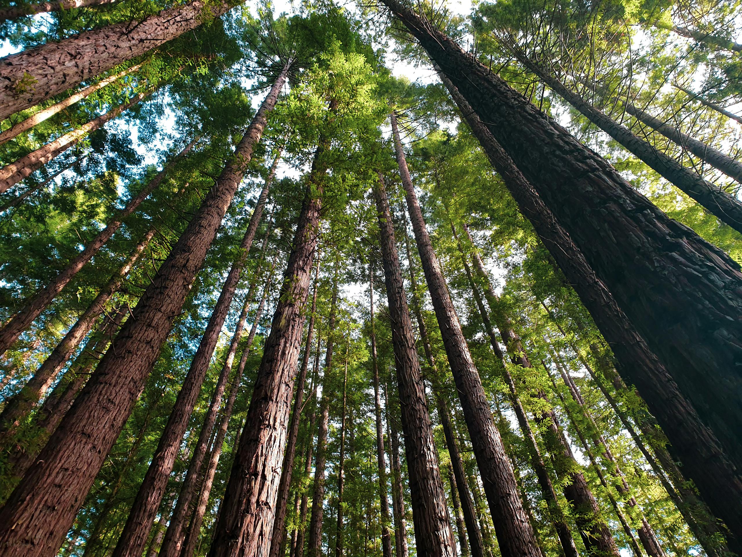 Low angle shot of tall redwood trees in a lush Warburton forest, Victoria, Australia.