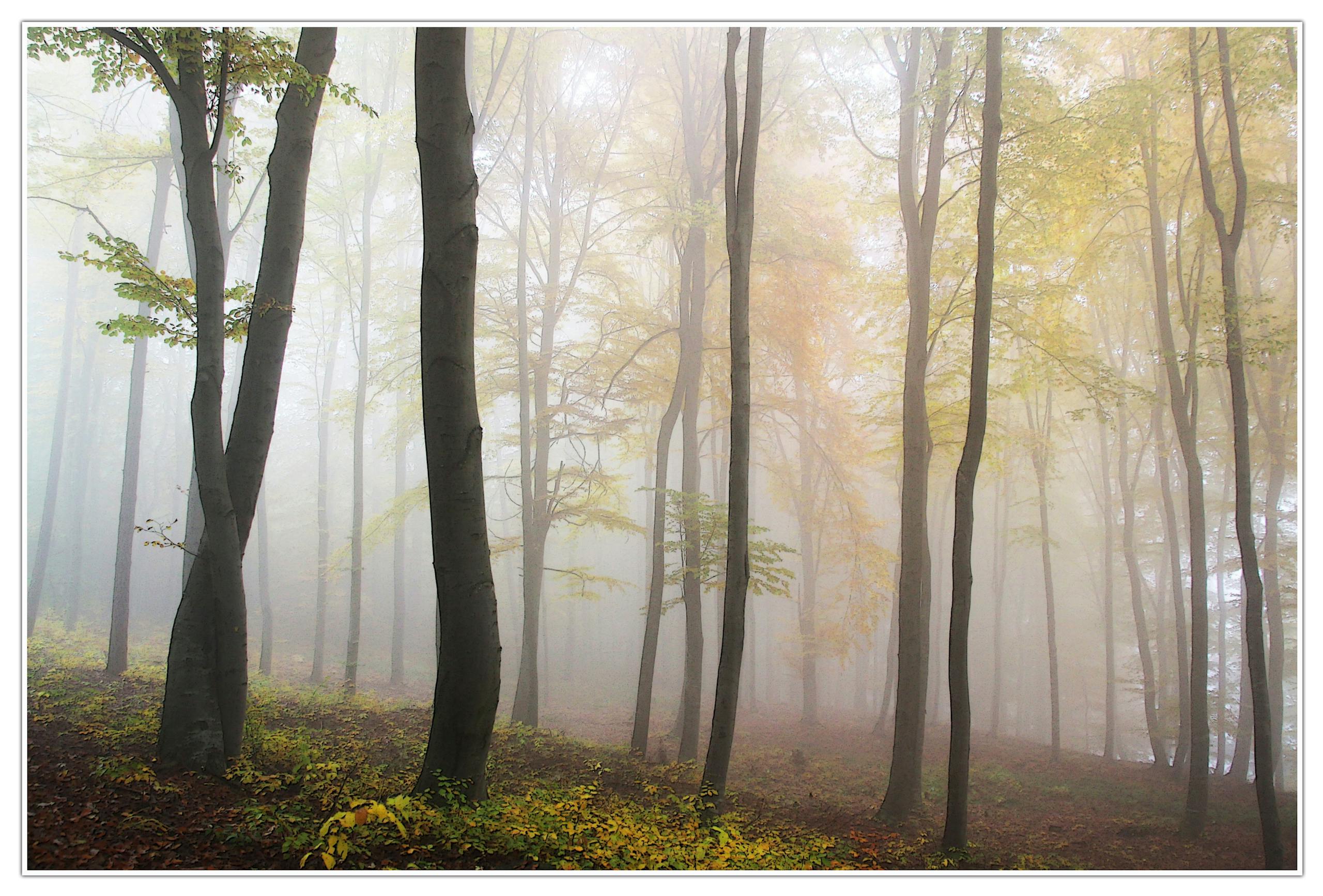 Serene misty forest scene with tall trees and autumn foliage.